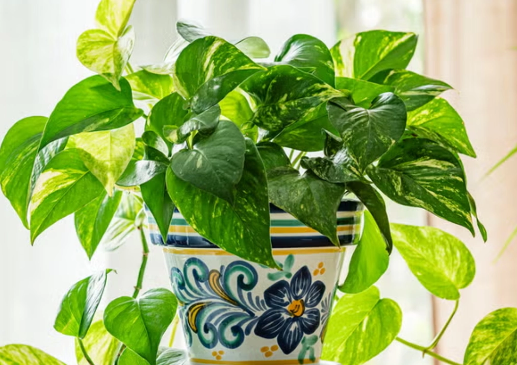 耐陰室內植物 耐陰室內植物