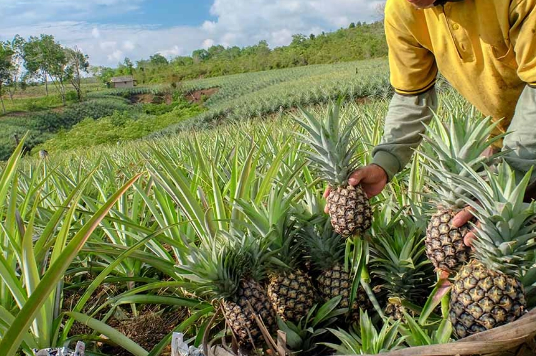 台灣鳳梨栽培時間 台灣鳳梨栽培時間