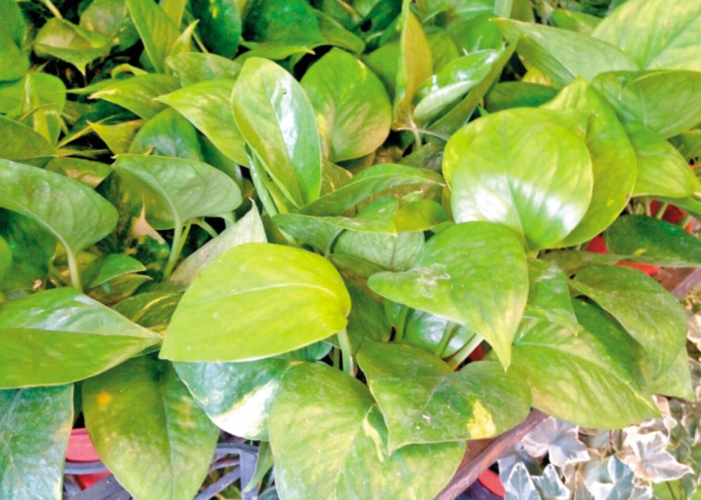 黃金葛 清潔 用途 黃金葛 清潔 用途