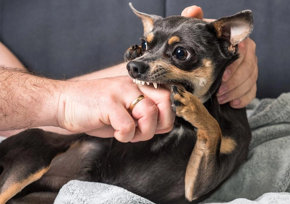 夢到被狗咬手流血 夢到被狗咬手流血