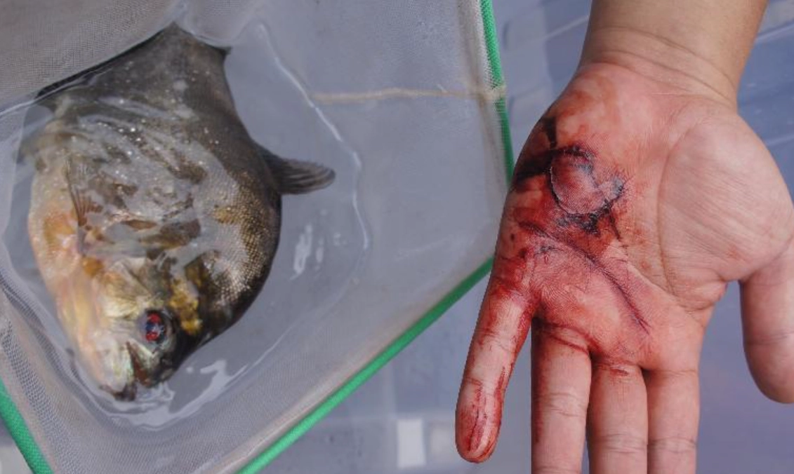 夢見被魚咬手解夢 夢見被魚咬手解夢