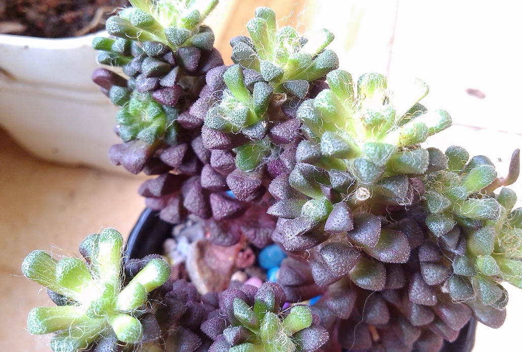 多肉植物徒長處理 多肉植物徒長處理