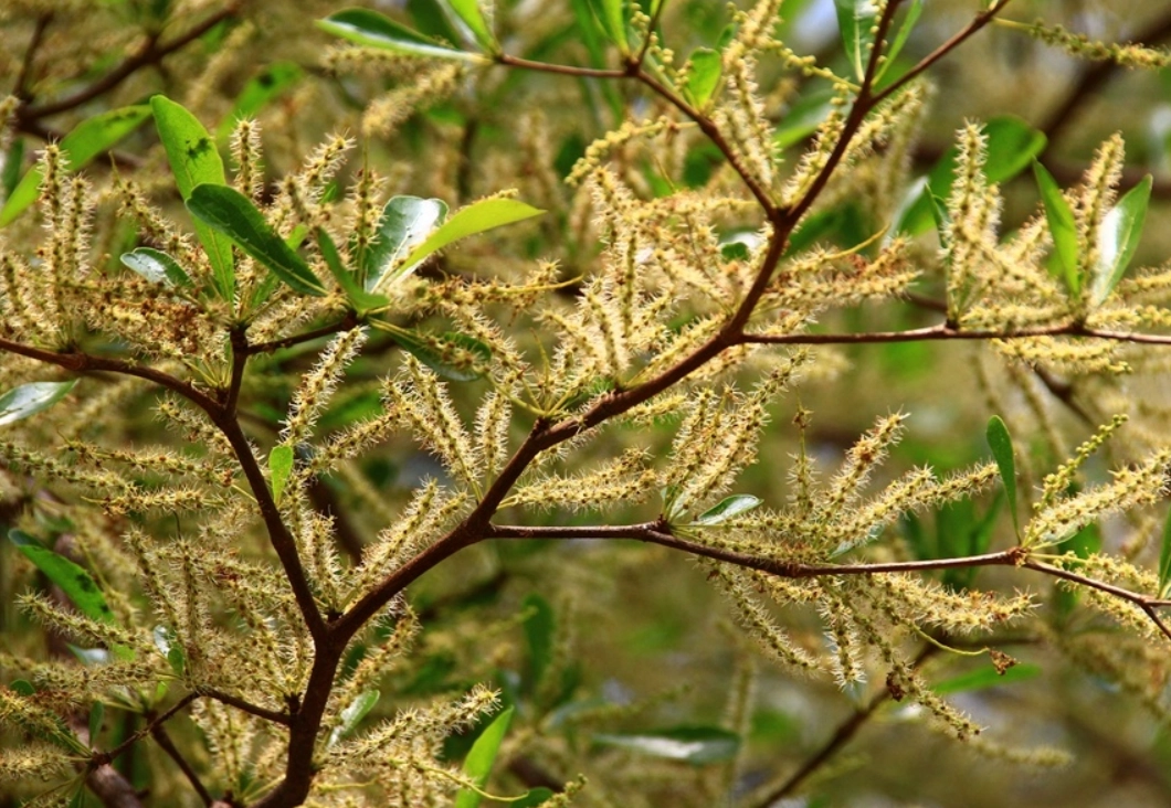 小葉欖仁開花時間