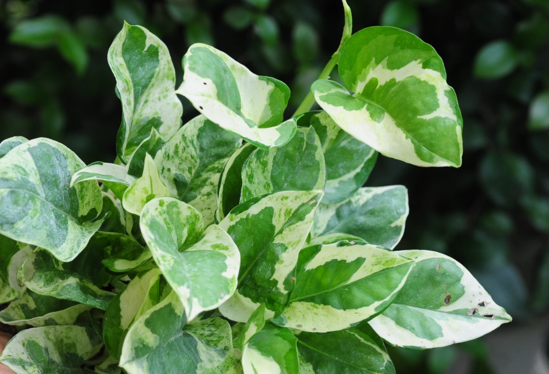 黃金葛汁毒性 黃金葛汁毒性