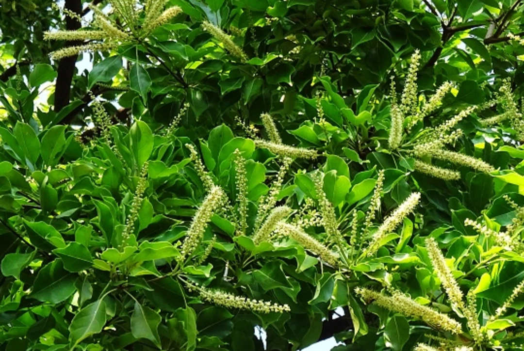 小葉欖仁修剪方法