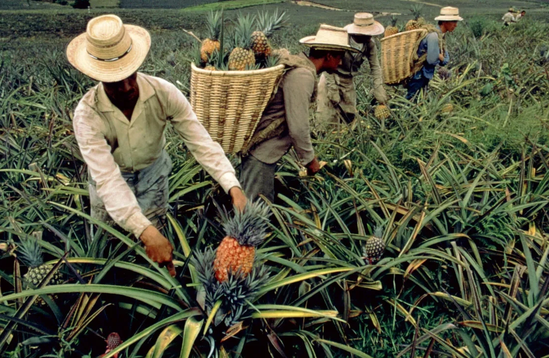 菠蘿最佳種植時機 菠蘿最佳種植時機