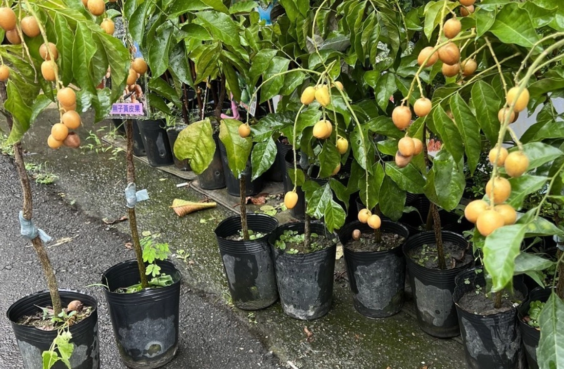 黃皮樹種植 黃皮樹種植