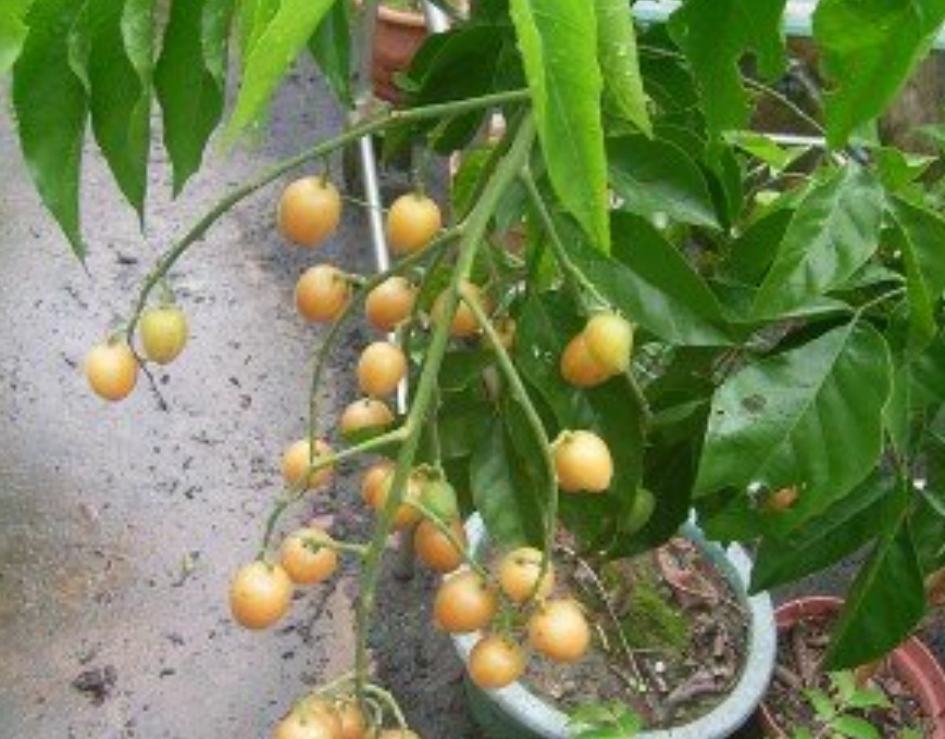 黃皮果用途 黃皮果用途