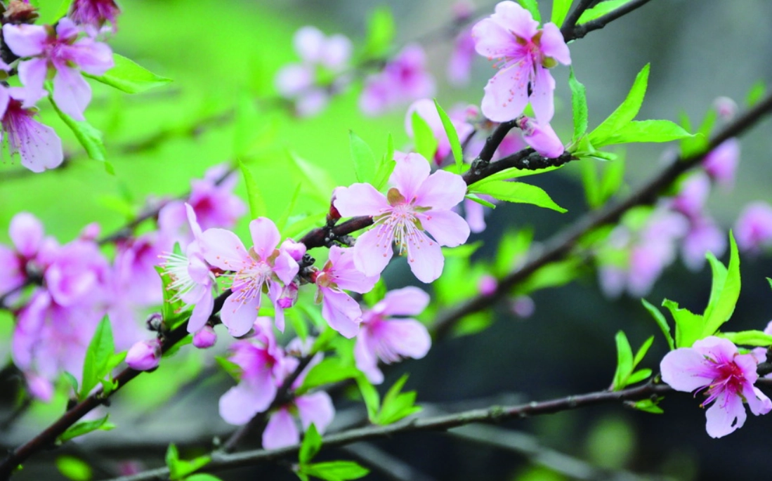 貓植物中毒症狀