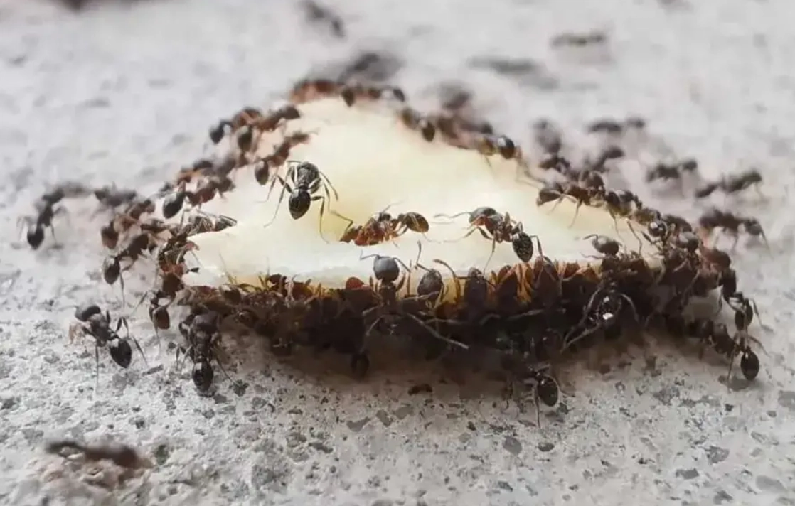 螞蟻 夢境 解析