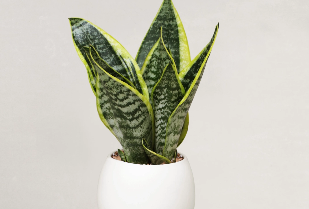 低光照植物 低光照植物