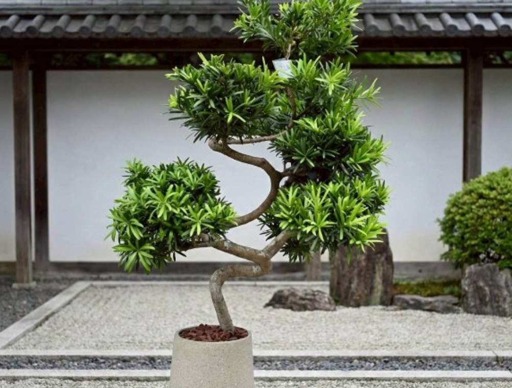 落地大盆栽推薦