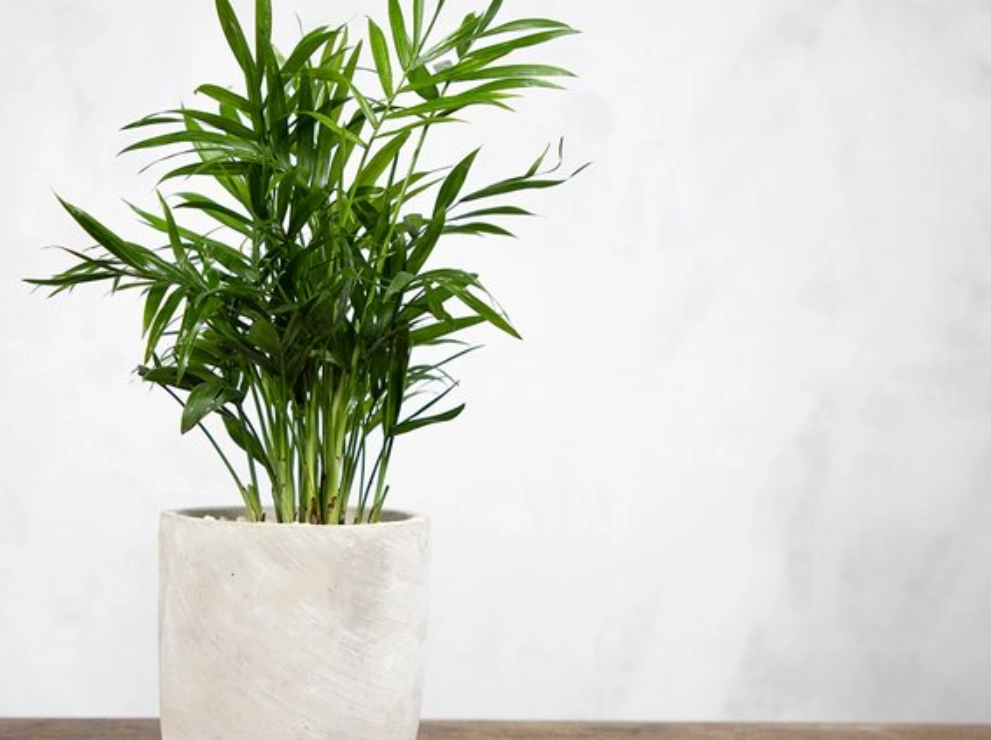 廁所 植物 推薦 廁所 植物 推薦