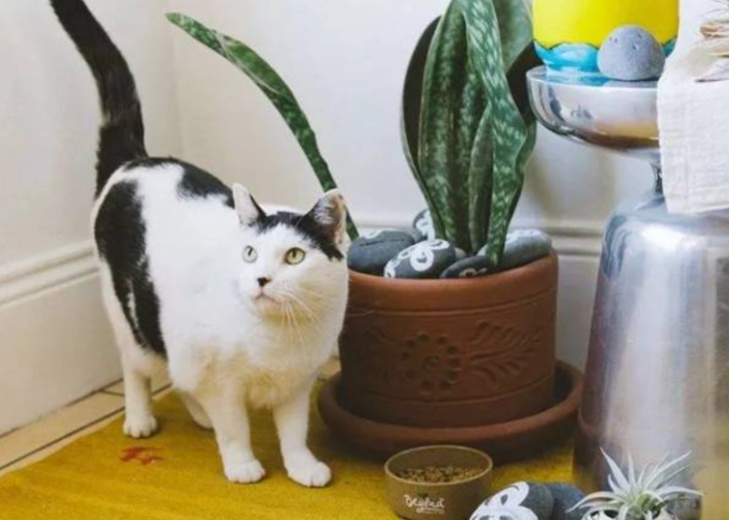 貓咪安全植物 貓咪安全植物