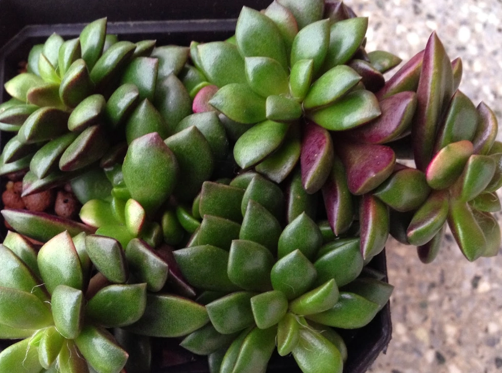 櫻吹雪養護技巧 櫻吹雪養護技巧