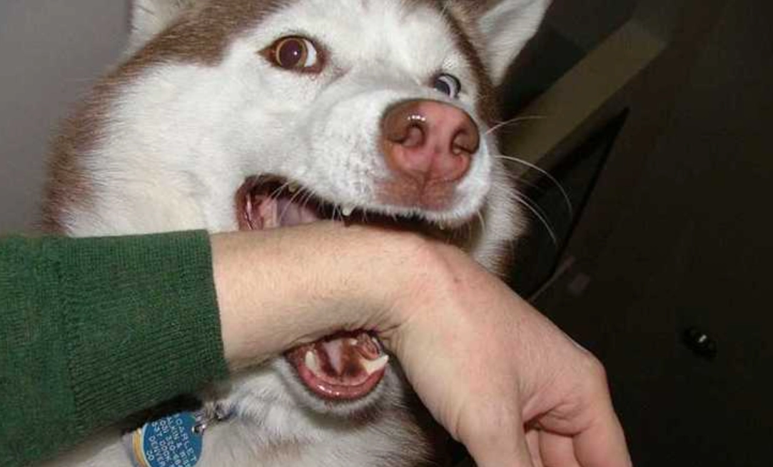 夢見狗咬手 夢見狗咬手