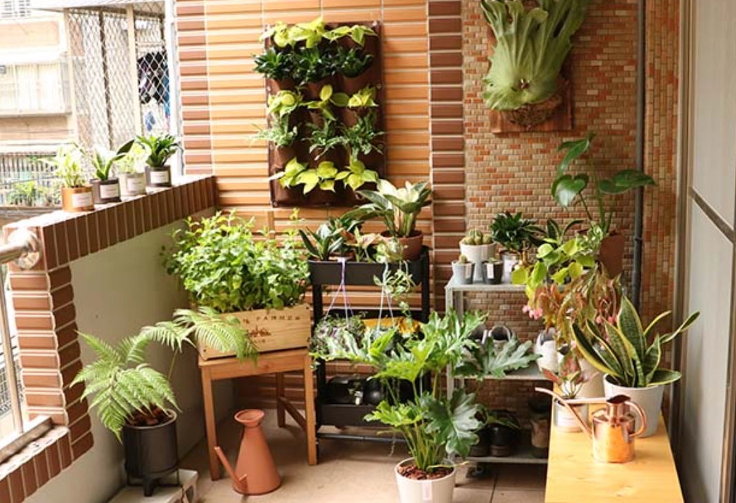 陽台植物推薦 陽台植物推薦