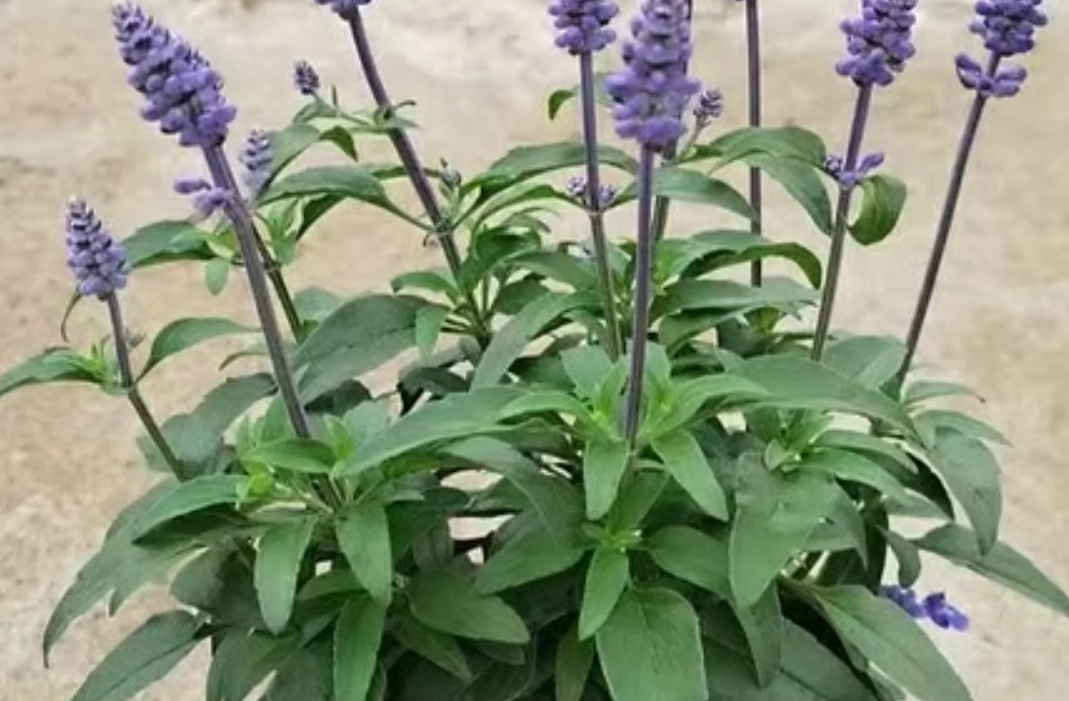 香草植物養護 香草植物養護