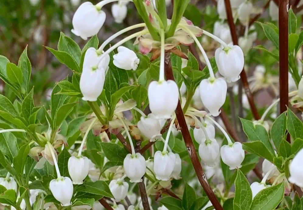 吊鐘花 枯萎 原因