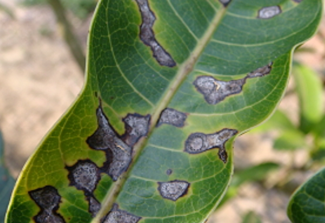 炭疽病防治 炭疽病防治