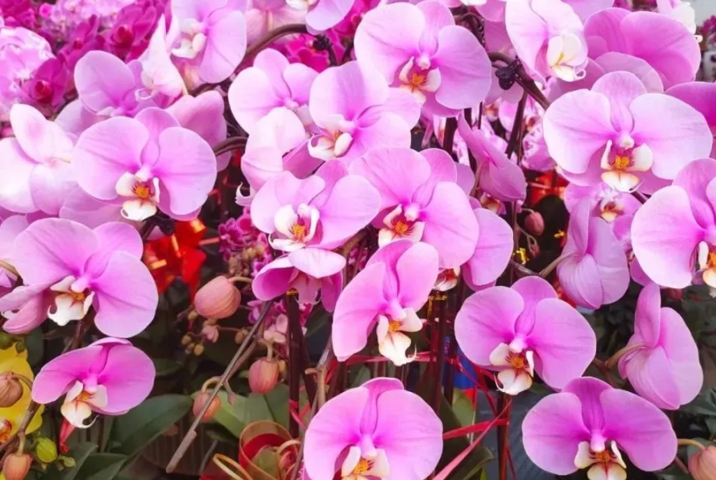 蘭花不開花原因