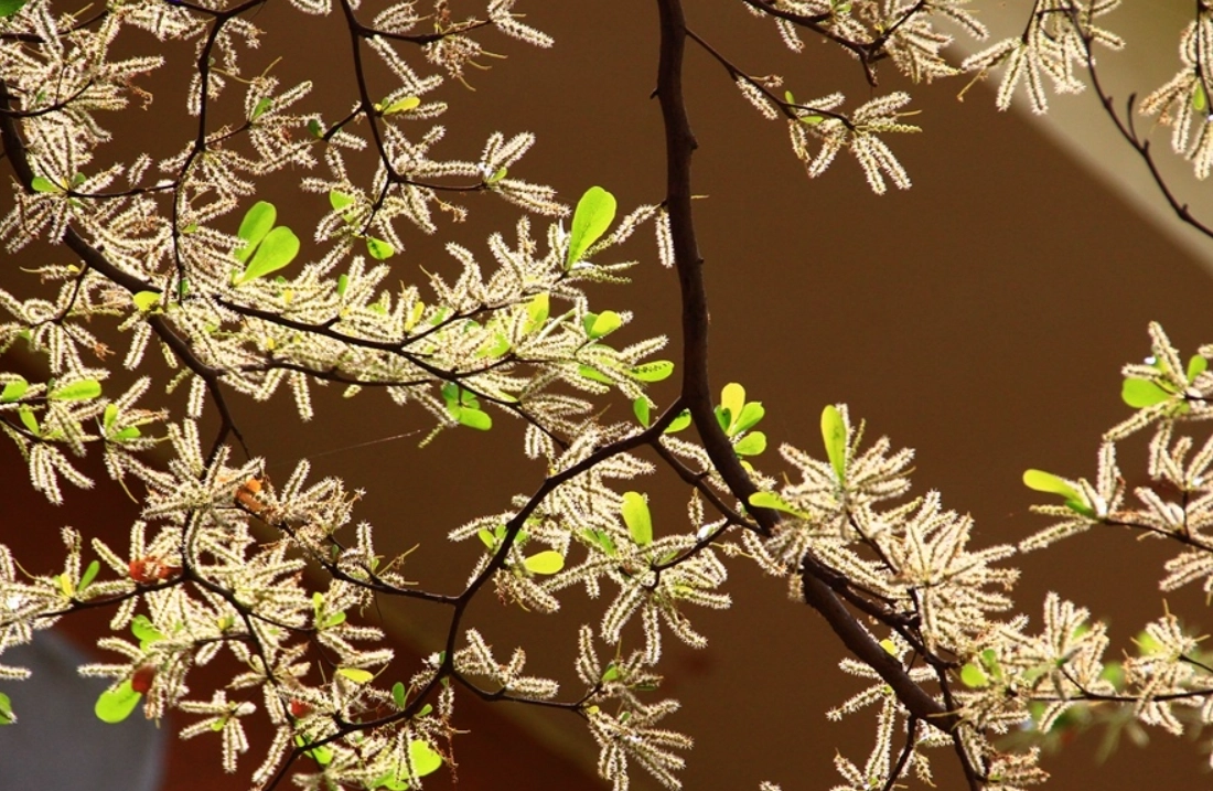 小葉欖仁開花時間