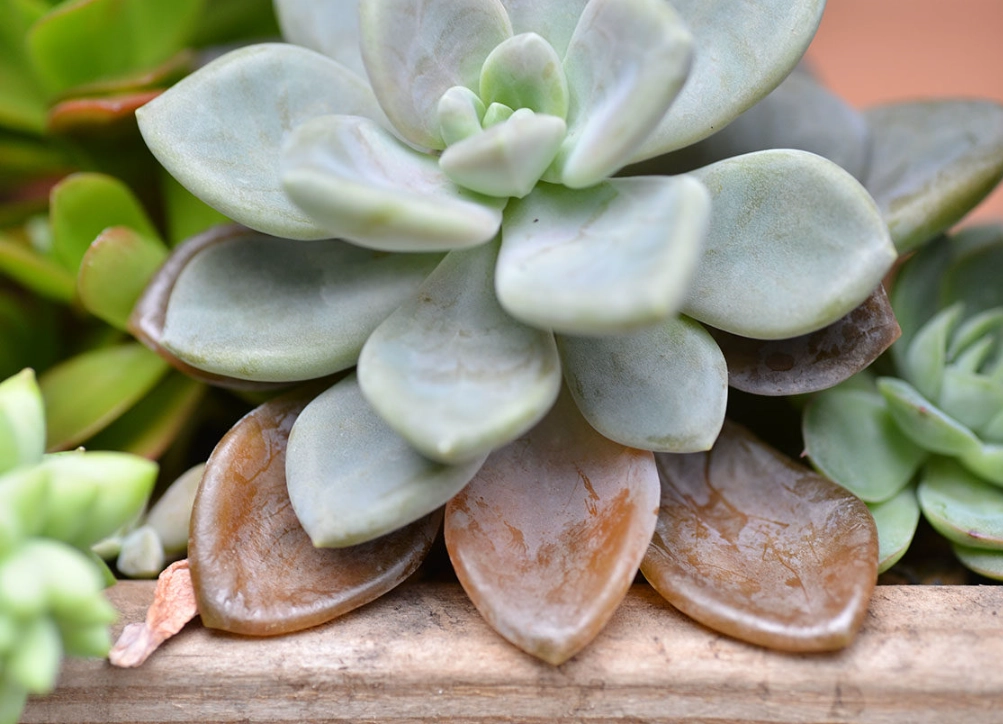 多肉果凍化 多肉果凍化