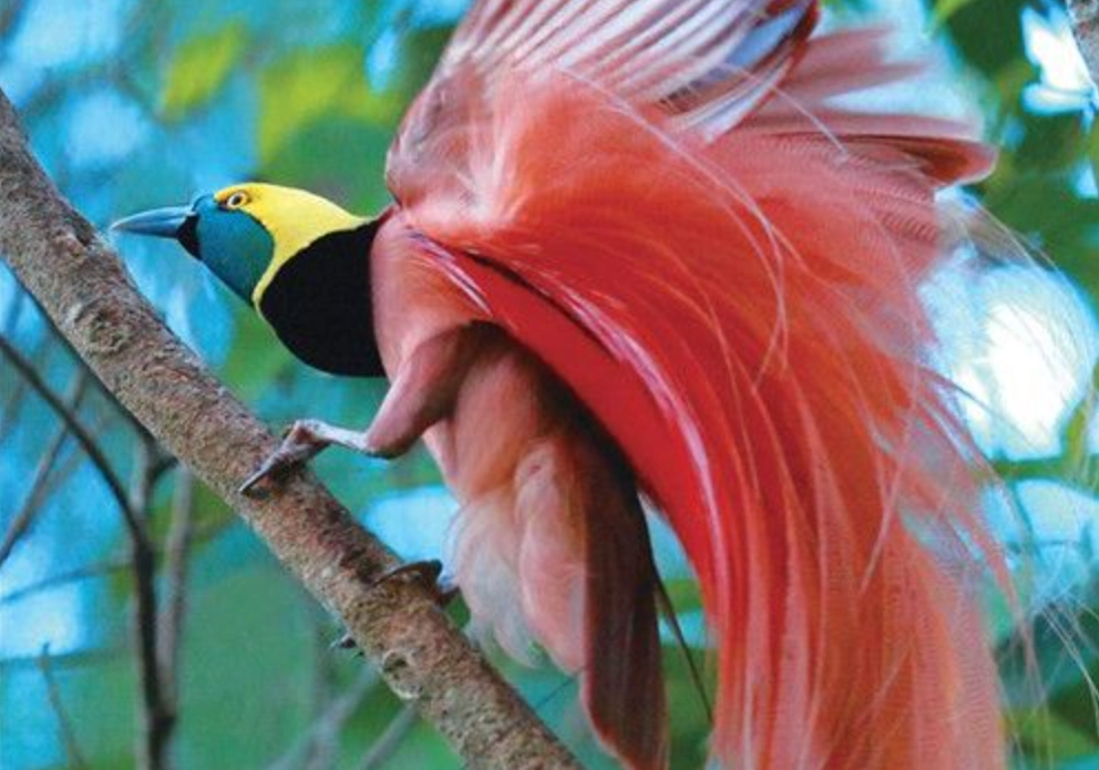 天堂鳥觀賞 天堂鳥觀賞