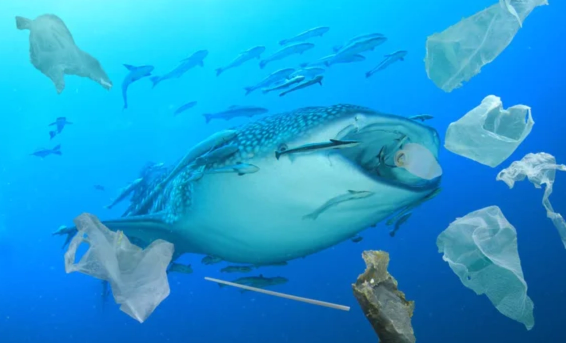 魚吃魚 夢境意義 魚吃魚 夢境意義