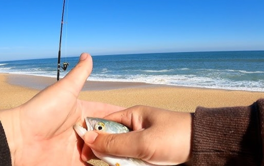 周公解夢魚咬手 周公解夢魚咬手