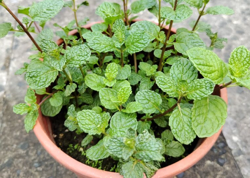 台灣香草植物種植 台灣香草植物種植