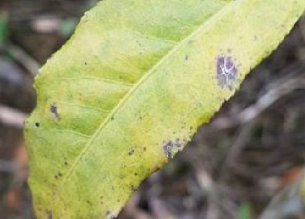 炭疽病原因 炭疽病原因