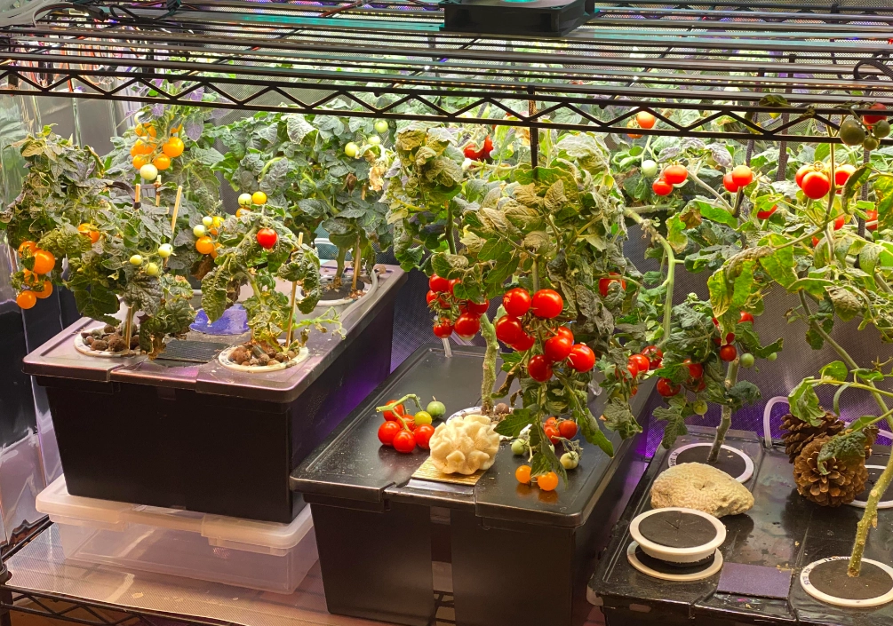 陽台種番茄 陽台種番茄