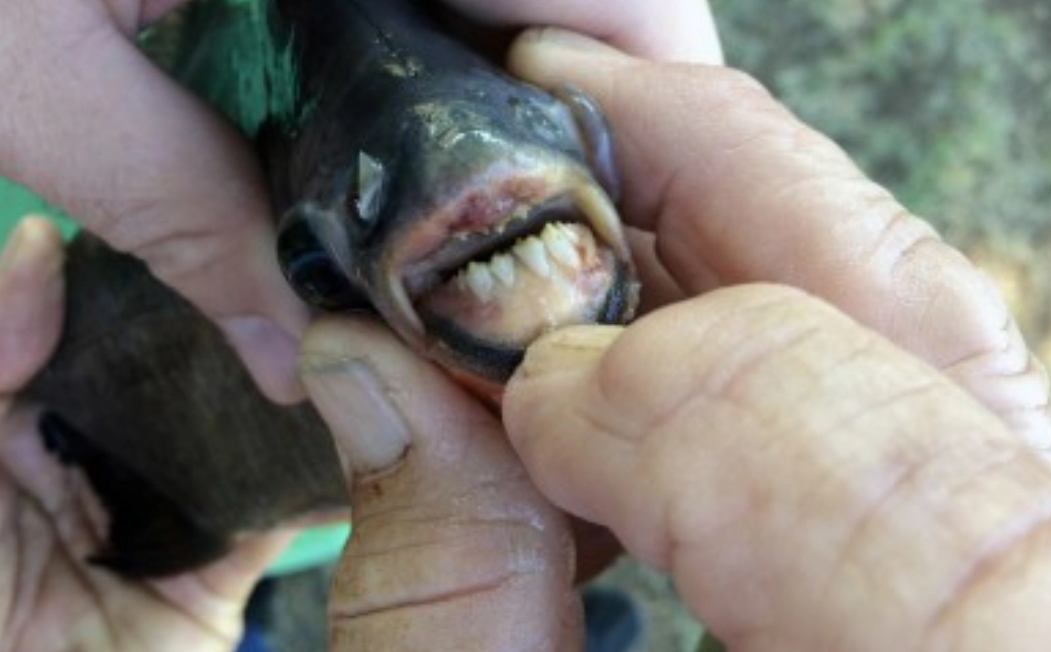 魚咬手夢境心理學 魚咬手夢境心理學