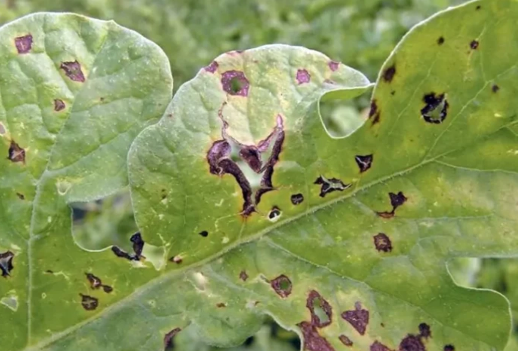 炭疽病原因 炭疽病原因