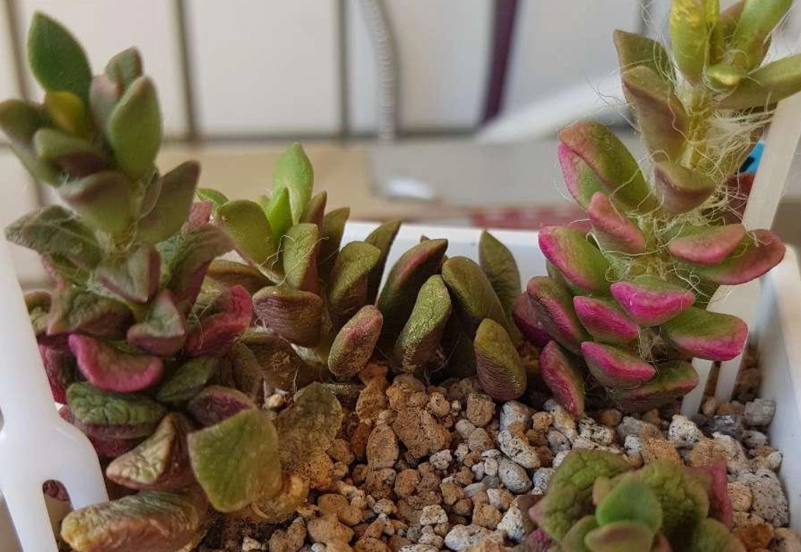 多肉植物徒長處理 多肉植物徒長處理