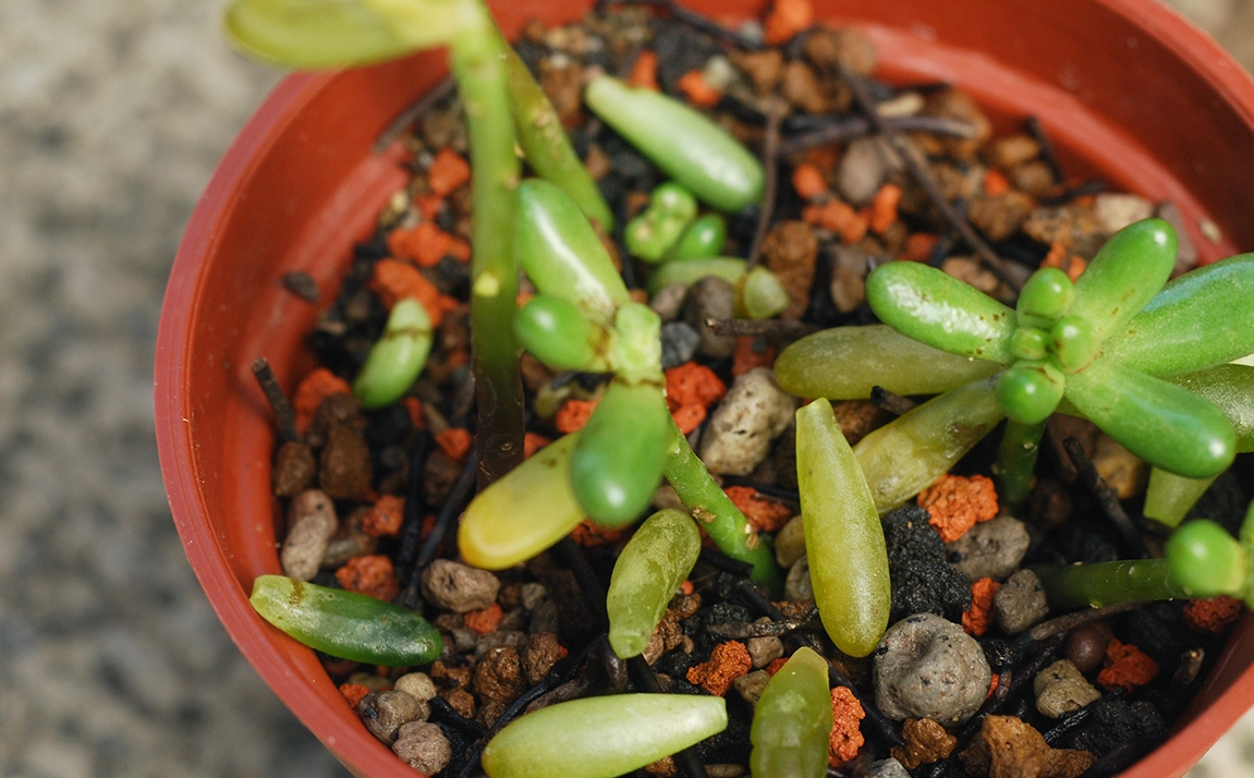 多肉果凍化 多肉果凍化