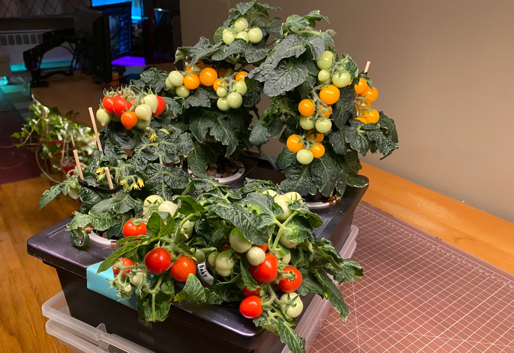 番茄種植技巧 番茄種植技巧