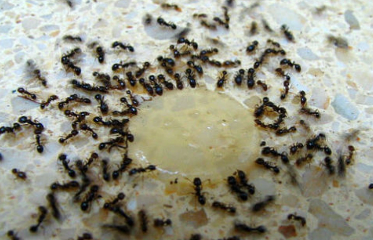 夢見螞蟻成群 夢見螞蟻成群