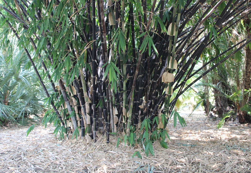 竹樹種植技巧 竹樹種植技巧