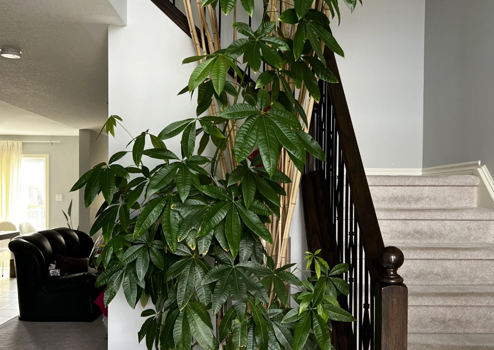 發財樹太高怎麼辦