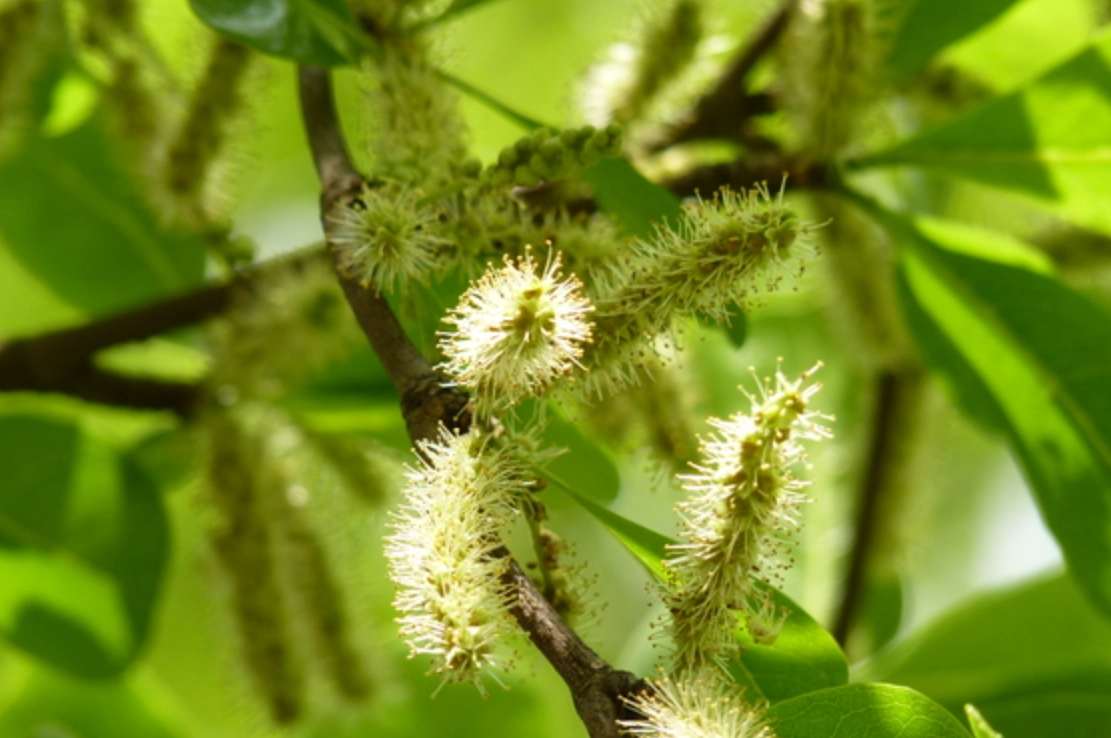 小葉欖仁修剪方法