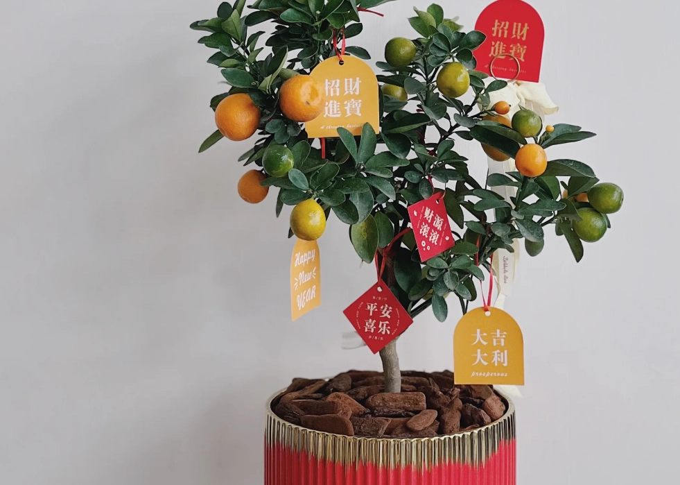 金桔盆栽照顧 金桔盆栽照顧