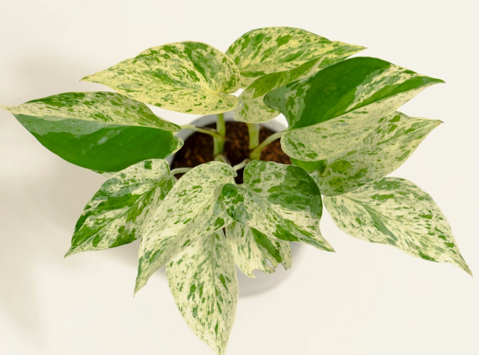 黃金葛 汁液 有毒 黃金葛 汁液 有毒