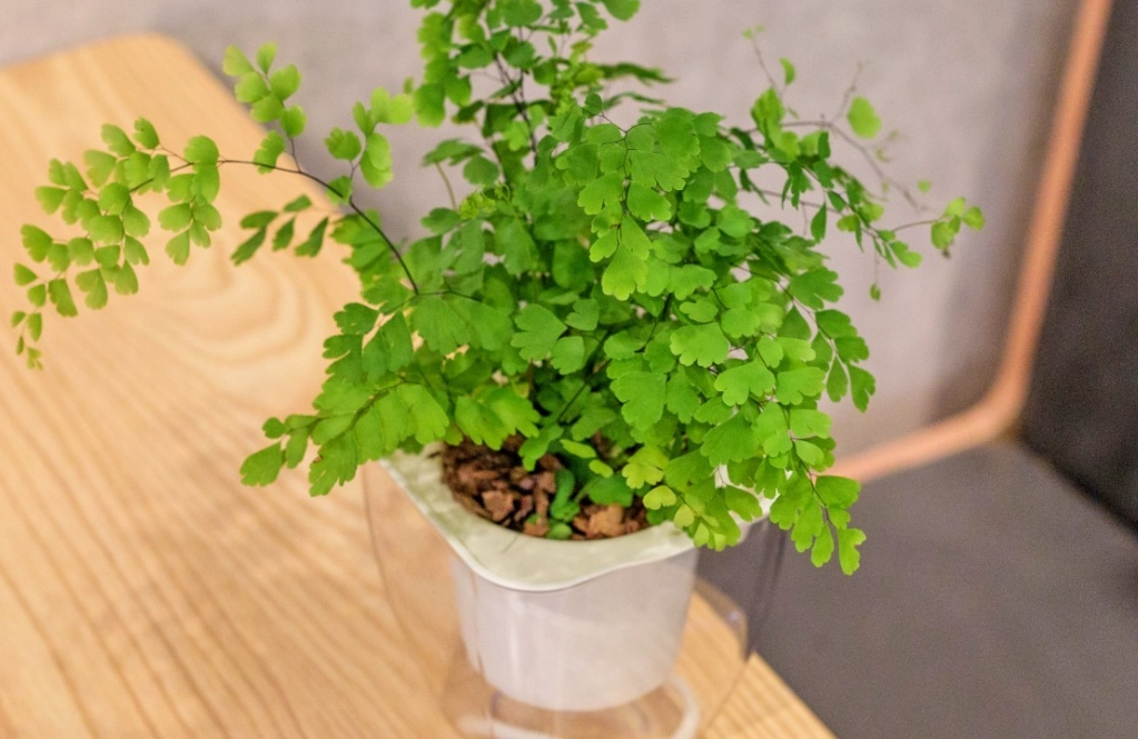 低光照植物 低光照植物