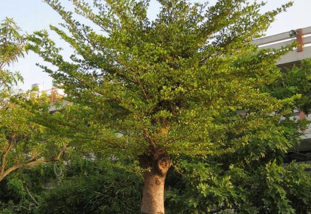 小葉欖仁修剪方法