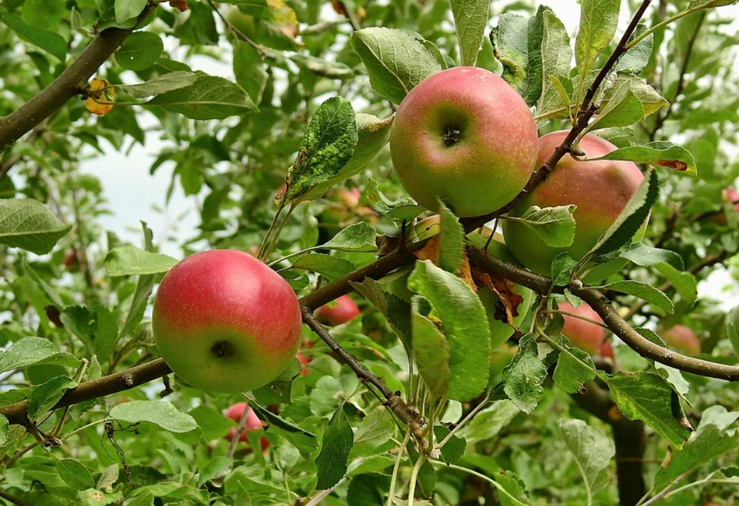 蘋果葉子照顧 蘋果葉子照顧
