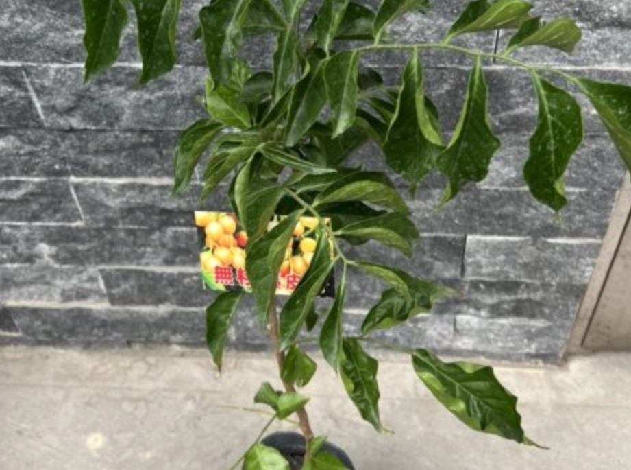 黃皮樹盆栽 黃皮樹盆栽