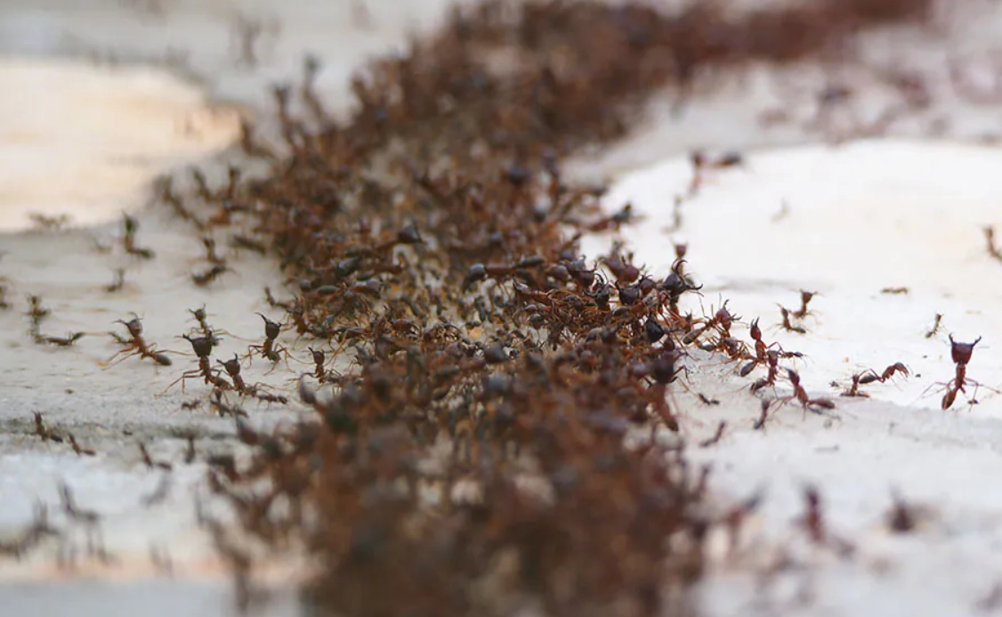 夢到很多螞蟻 夢到很多螞蟻