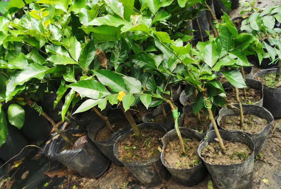 黃皮果用途 黃皮果用途